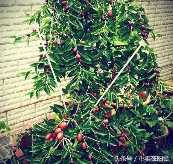 阳台种植视频,阳台种植视频大全