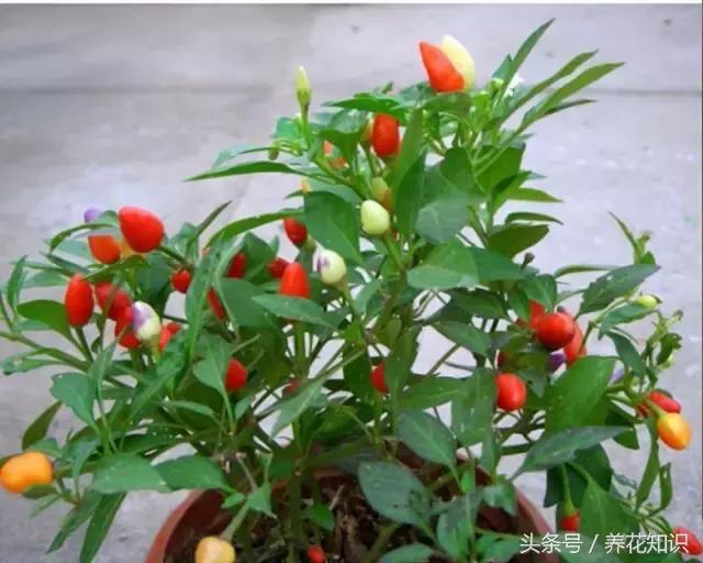 辣椒移栽应该在什么时候进行呢？