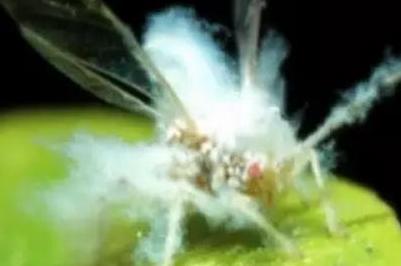 榆树上的虫子叫什么（榆树上密密麻麻的虫子）