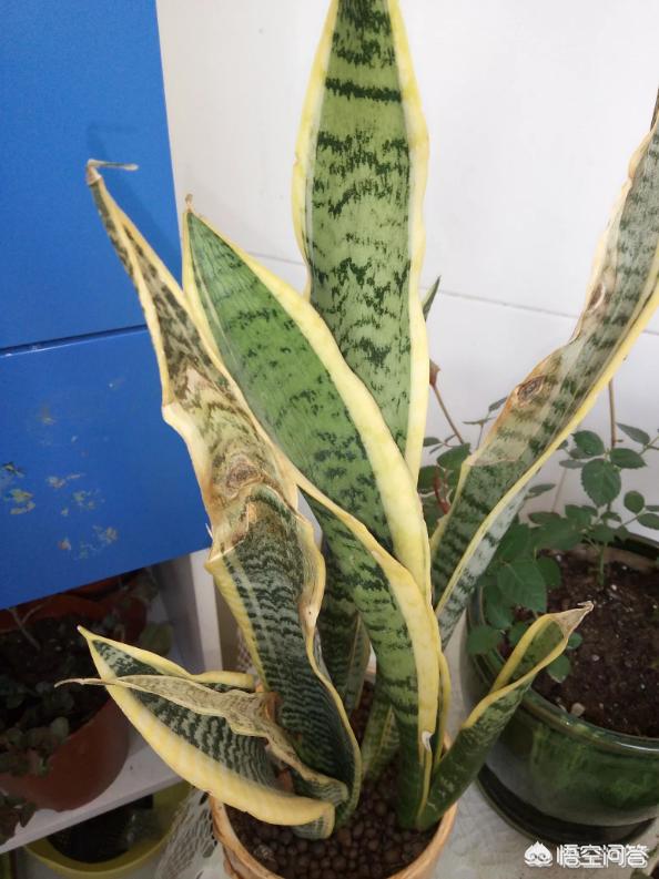 虎皮兰叶子枯萎，请问是怎么回事？可以挽救吗,第10张
