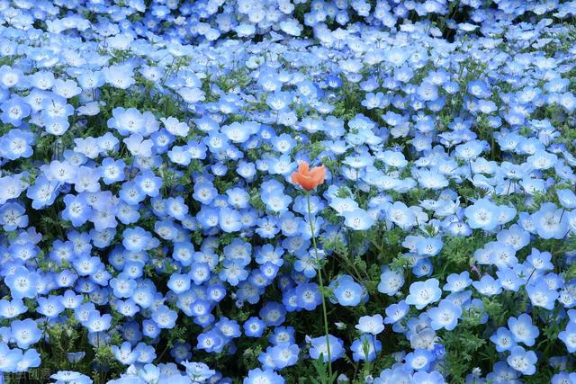 蓝色花卉大全集?蓝色花卉大全集图片!