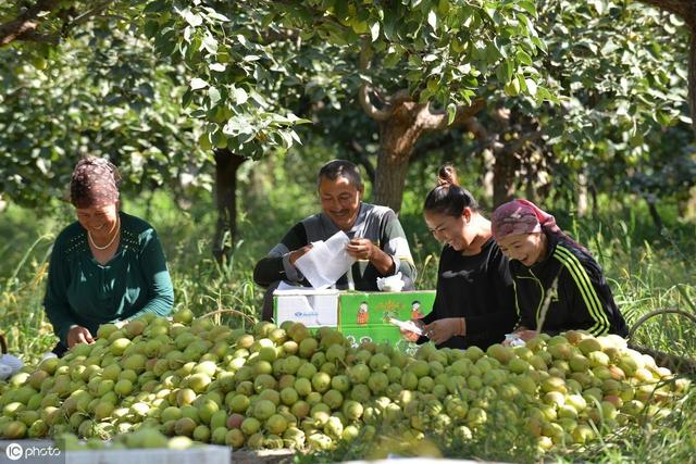 果园里种植什么蔬菜好卖,果园里种植什么蔬菜好卖呢