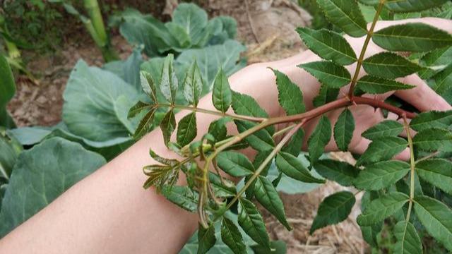 花椒种怎样种-花椒种怎样种直