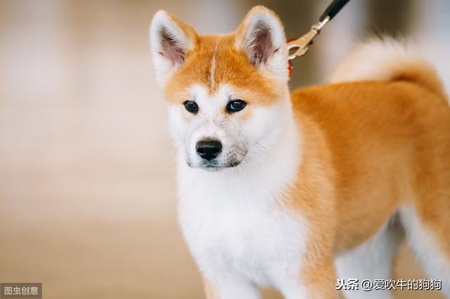 秋田犬性格?秋田犬性格和缺点!