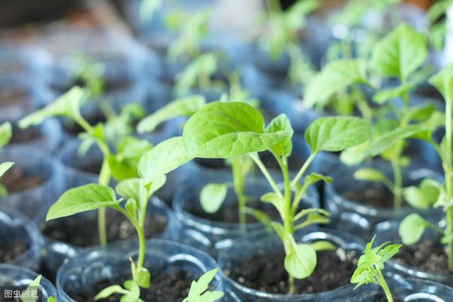 花卉育苗塑料怀?花苗的塑料要拆掉吗!