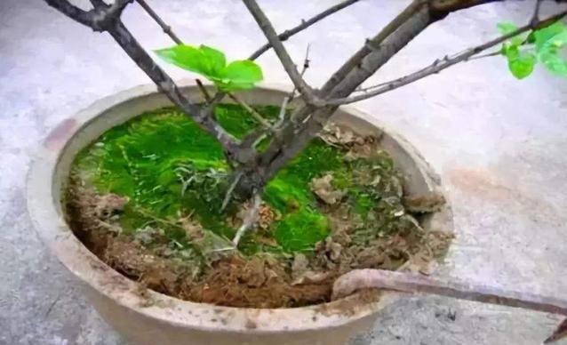 天天花木网 （天天花木网求购信息）