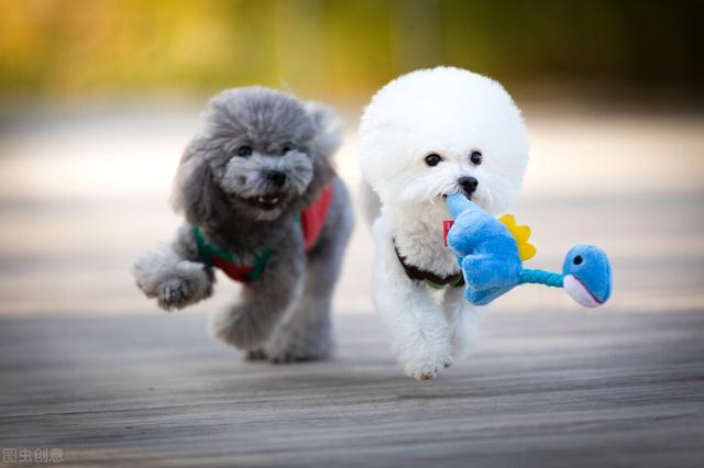 7个月的比熊算不算幼犬