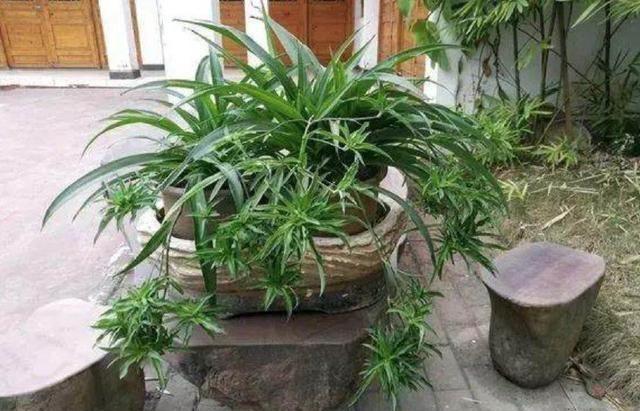 怎么给花施肥?-颗粒肥料怎么给花施肥