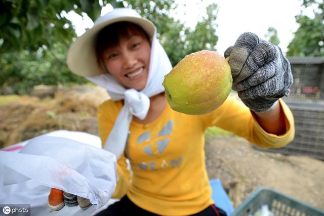 果园里种植什么蔬菜好卖,果园里种植什么蔬菜好卖呢