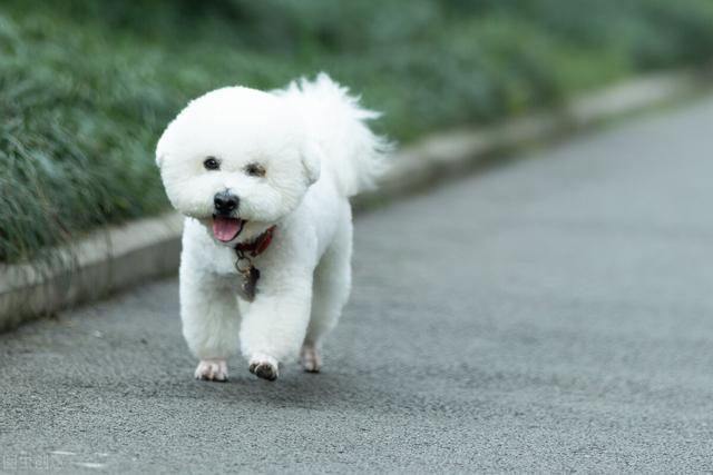 7个月的比熊算不算幼犬