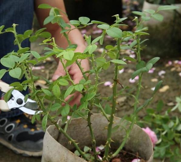 阳台果汁怎么种植物,阳台果汁怎么种植物的