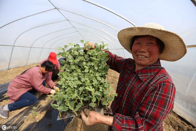 大棚专用扶垅机器 丑橘适合在大棚里种植吗？