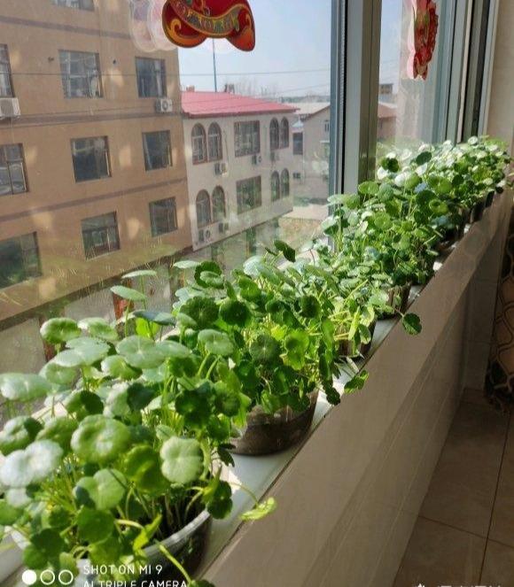 铜钱草水培花园种植方法,铜钱草水培花园种植方法图解