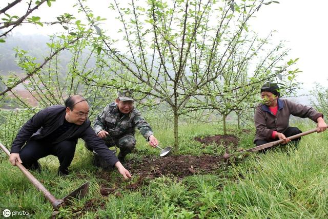 树木施肥的范围应主要集中在树冠投影近外缘-树木施肥的范围应主要集中在树冠投影近外缘处