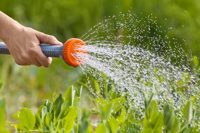 怎么给绿植浇水