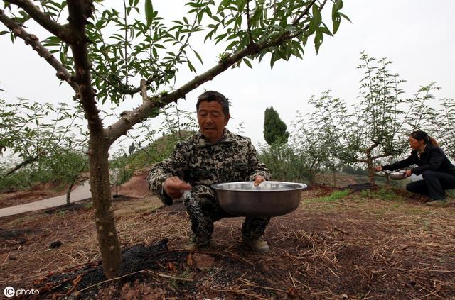 树木施肥的范围应主要集中在树冠投影近外缘-树木施肥的范围应主要集中在树冠投影近外缘处