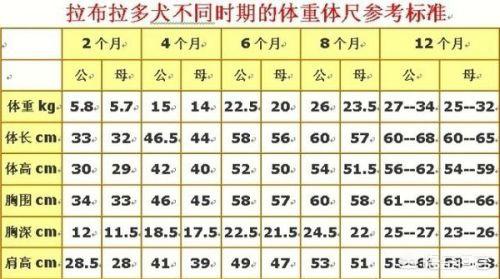 拉布拉多5斤是多大,第1张