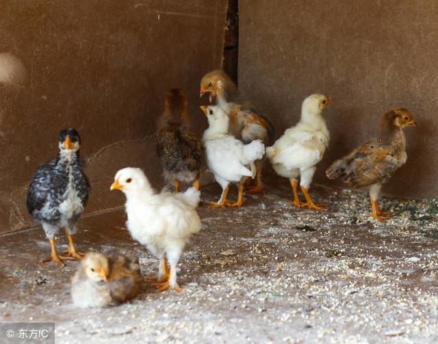 发酵床养鸡喂水技术？