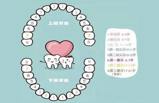 儿童换牙顺序图20颗孩子乳牙脱落的顺序图