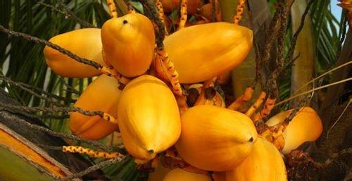 海南红椰与金椰的区别？