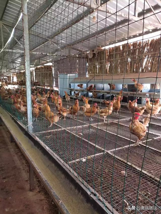 蛋禽饲料添加剂-蛋禽饲料添加剂有哪些