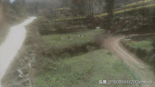 贵州养殖什么最好最赚钱 贵州黔北地区种养殖什么好？