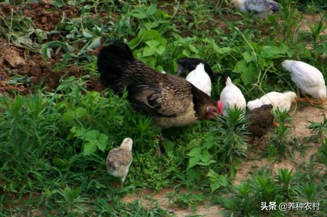 土杂鸡的养殖方法-土杂鸡的养殖方法视频