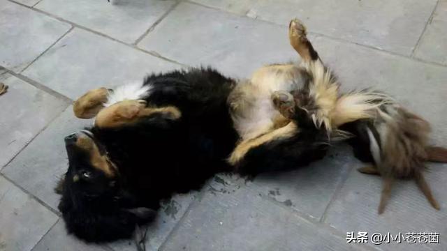 怎样能讨狗狗喜欢,第3张