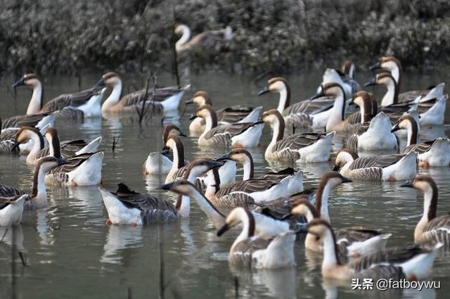 养鹅种什么草好长得快的牧草-鹅吃什么草长得快又重