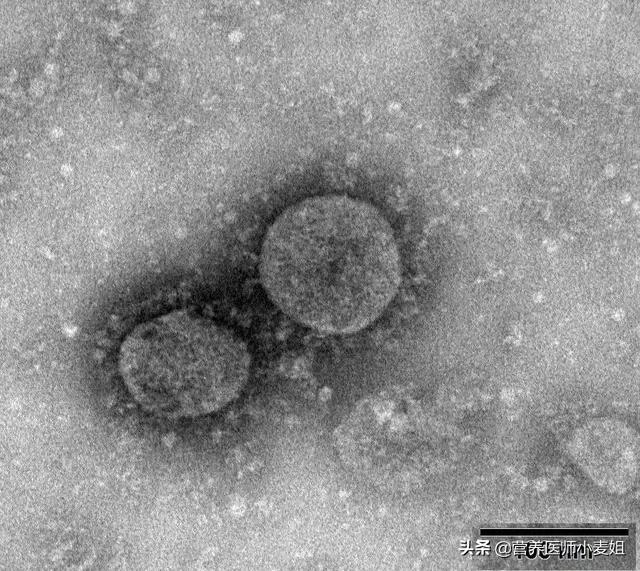 什么是冠状病毒