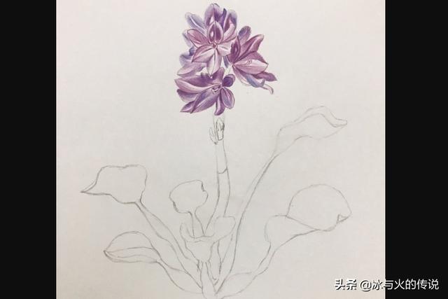 植物花卉线描大全? 植物花卉线描大全图片!