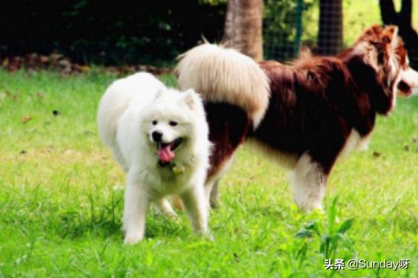 为什么说萨摩耶好养,第5张