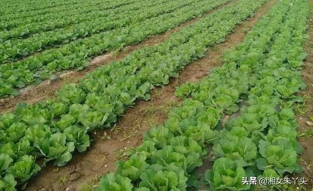 植物施肥用什么肥料好 浇水呢