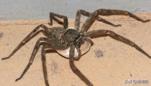 白额高脚蛛（白额高脚蛛的图片）