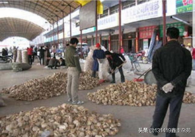 福建古田香菇怎么样