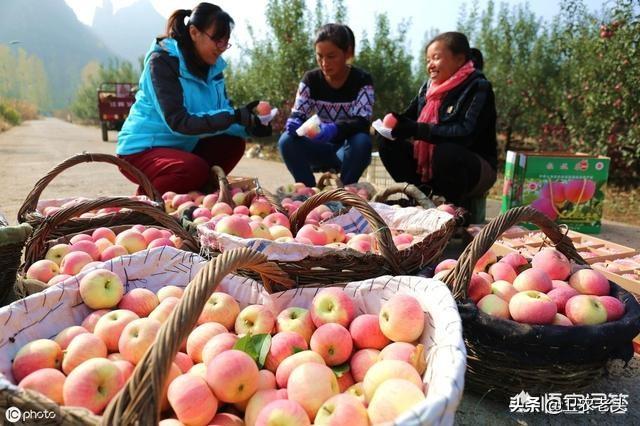 秋天的苹果怎样保存？：冰冻棱柱