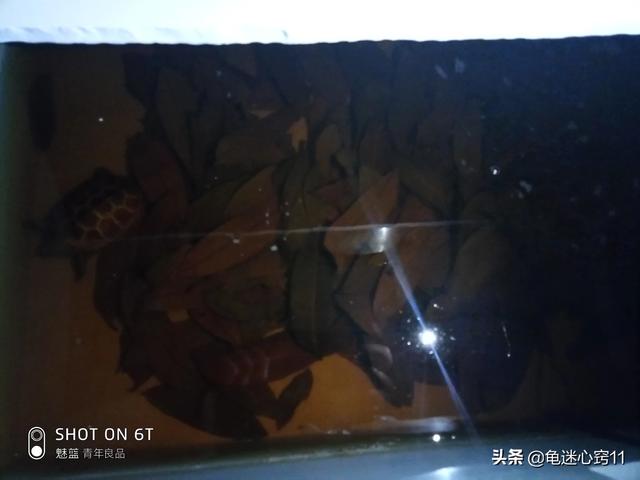 觀賞龜圖片?觀賞龜圖片大全!