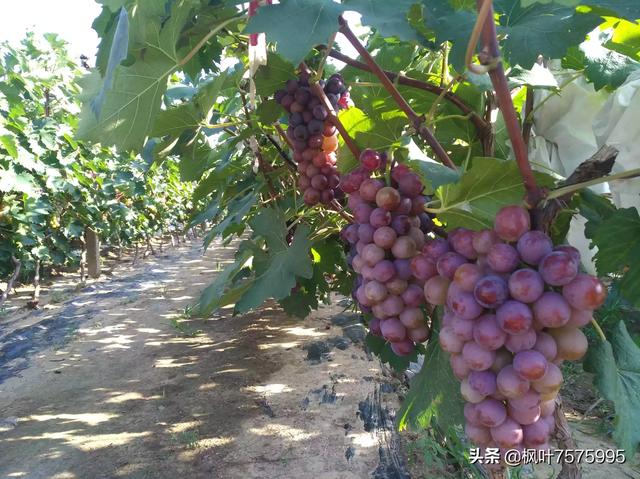 胜利种植户信息，胜利农业公司