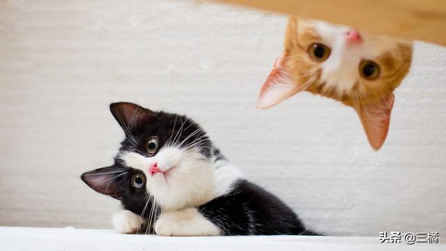 猫咪坐飞机要办理哪些手续·以及注意事项,第1张