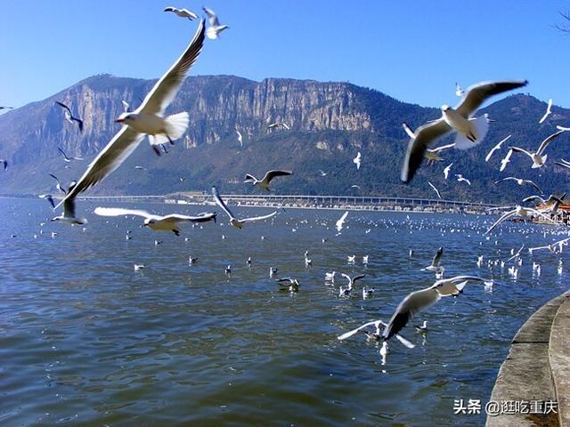 云南玉溪市江川区赏花民宿100元一日游包三餐哪家好,玉溪市江川区景点