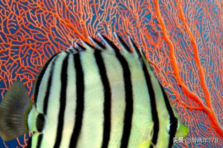 海洋馆100种动物名字 海洋生物名称大全？
