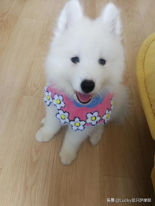 刚生出来的狗宝宝可不可以立即抱走,第5张