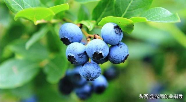 胶州盆景花卉?胶州盆景花卉批发市场!