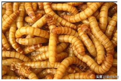 久久和牧饲料怎么样-久久和牧饲料口碑