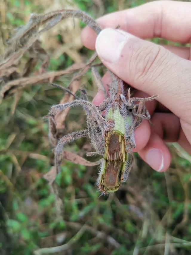 什么灯适合果园种植植物,什么灯适合果园种植植物呢