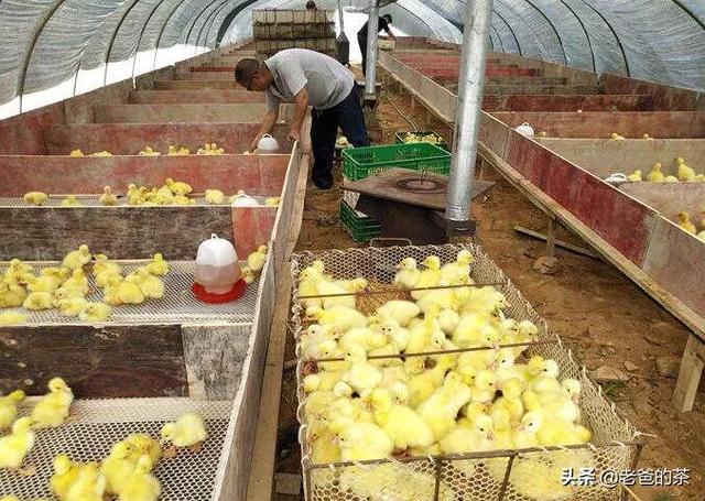 养鹅饲料用盐-养鹅饲料用盐水泡多久