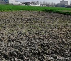 土壤不够肥沃怎么改善(图24)