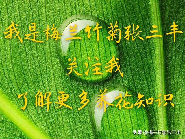 怎样给花浇水养得更好