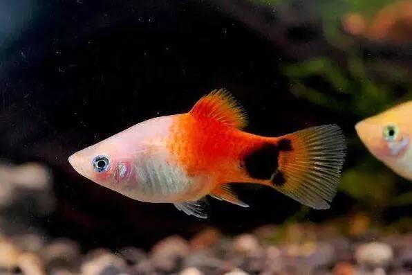 为什么热带鱼冬天会死呢？怎样才能让它冬天不死呢,第3张