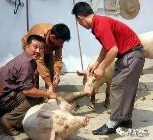 母猪用阉割吗？怎样养好母猪,第11张